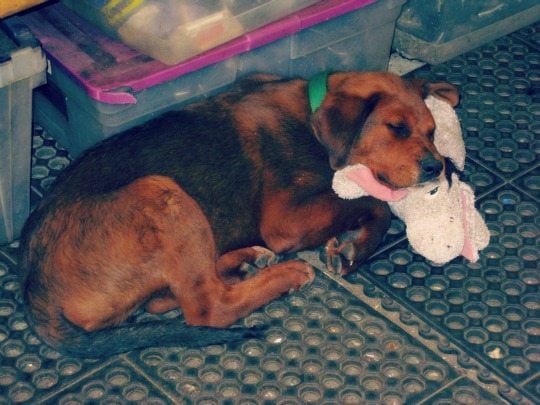 jude as a puppy