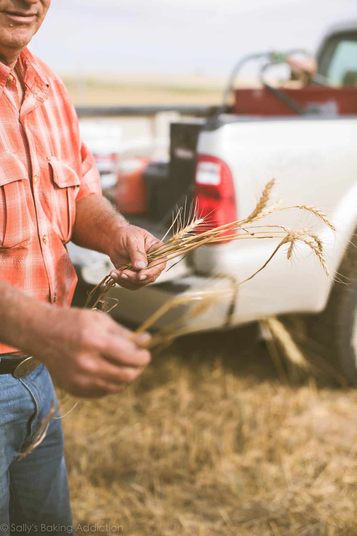 Kansas wheat tour