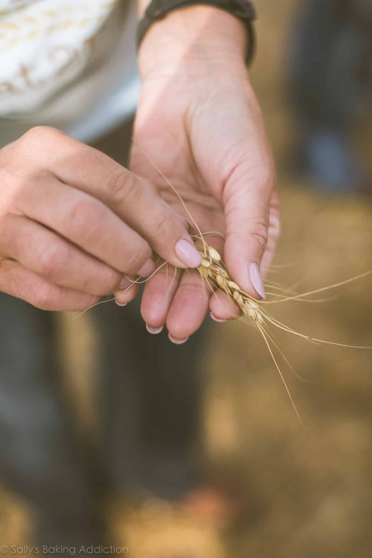 Kansas wheat tour